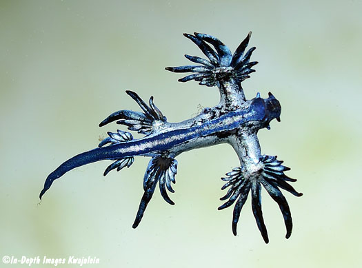 glaucus atlanticus eating man o war