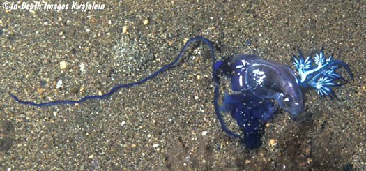 glaucus atlanticus eating man o war