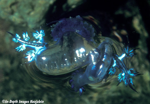 glaucus atlanticus eating man o war