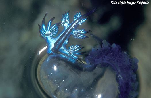 glaucus atlanticus eating man o war