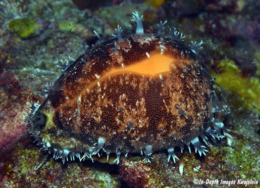 Callistocypraea aurantium Marshall Islands