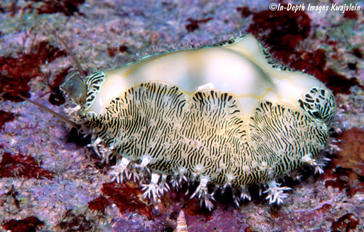 Monetaria moneta, common name the money cowry, is a species of