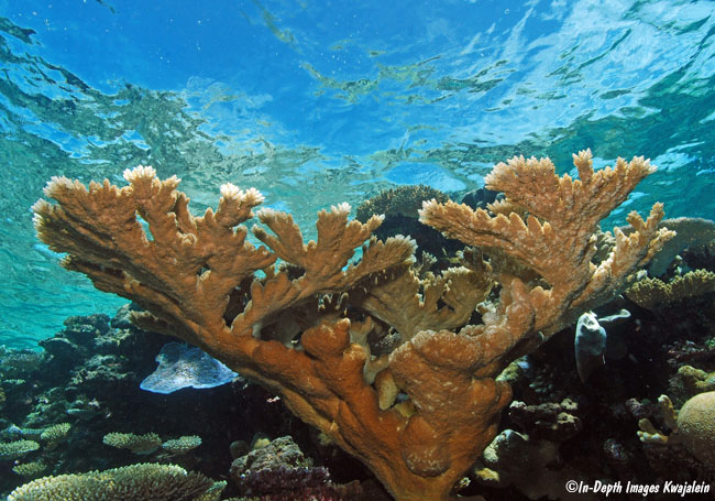 Elkhorn Coral (Acropora palmata) - ANGARI Foundation