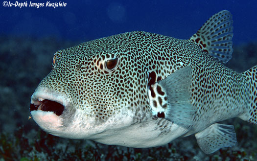 Stellatus Puffer