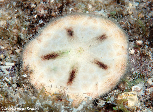 Sand Dollar - Clypeaster sp.