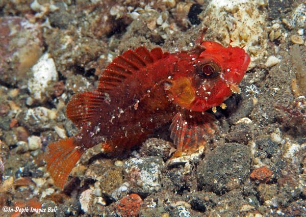 Sebastapistes strongia, Bali, Indonesia