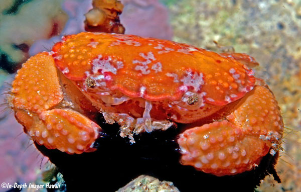 Platypodia cf semigranosa, Hawaii