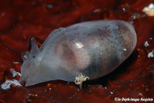 Atys semistriatus cephalaspidean Marshall Islands