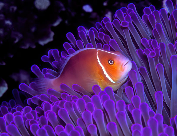 Amphiprion perideraion, Pohnpei, Micronesia