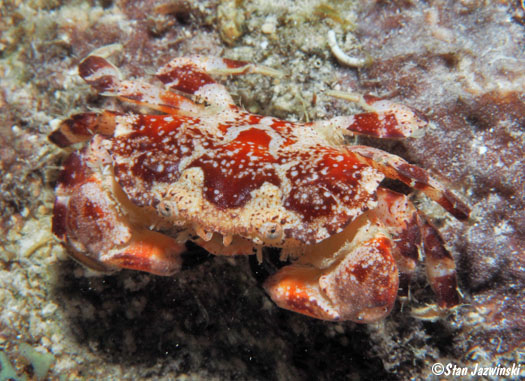 Xanthid sp. 51, Marshall Islands