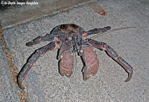 Birgus latro, Marshall Islands