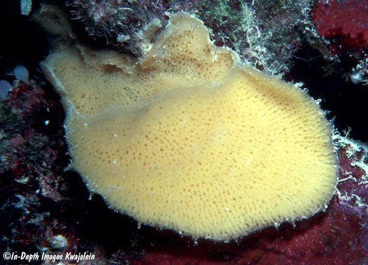 Xestospongia sp. 1 , Marshall Islands